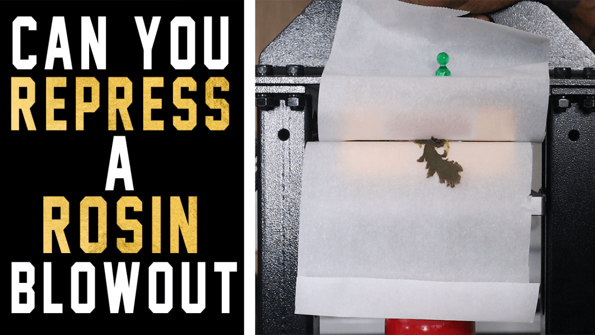 Can You Re-Press A Rosin Blowout? | Rosin&nbsp;Tutorial
