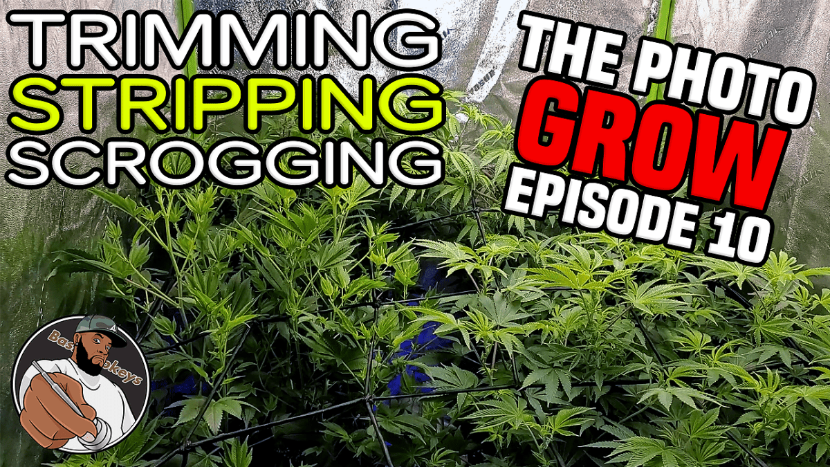 Trimming, Stripping, & Scrogging + Week 5-8 Update – The Photo Grow: 4 Strain Grow S1&nbsp;EP10