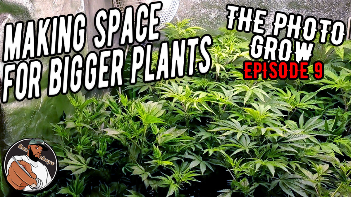 Making Space for Bigger Plants (Switching Tents) – The Photo Grow: 4 Strain Grow S1&nbsp;EP9