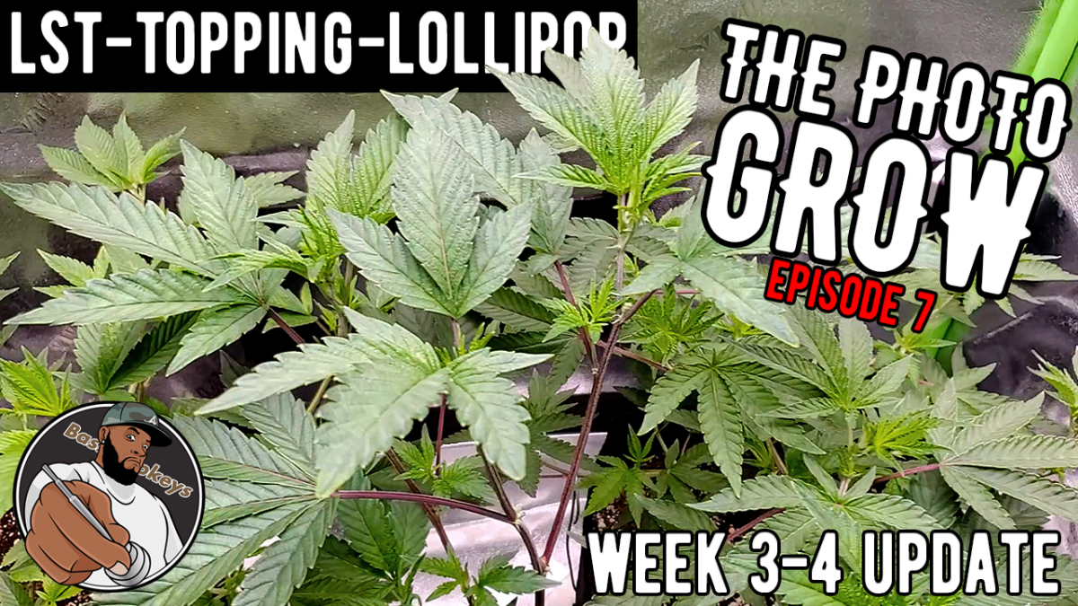 LST, Topping, Lollipopping + Week 3-4 Update – The Photo Grow: 4 Strain Grow S1&nbsp;EP7
