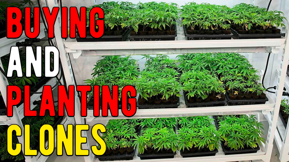 Buying & Planting Clones – THE PHOTO GROW: 4 STRAIN GROW S1&nbsp;EP3