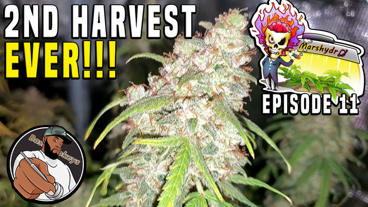 MY 2ND HARVEST EVER!!! – The Mars Grow: Gelato Autoflower S1&nbsp;EP11