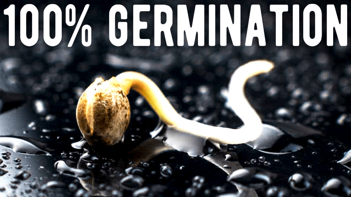 100% Germination Napkin Method – The Mars Grow: Gelato Autoflower S1&nbsp;EP2