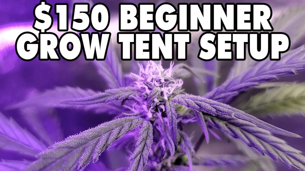 $150 Beginner Grow Tent Build – The Mini Booth: Zkittles Photo Grow S1&nbsp;EP1