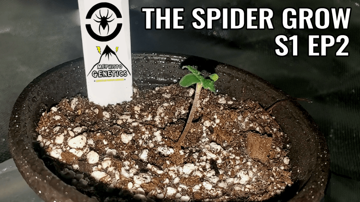 Planting My Seeds + Grow Tent Changes – The Spider Grow: S1&nbsp;EP2