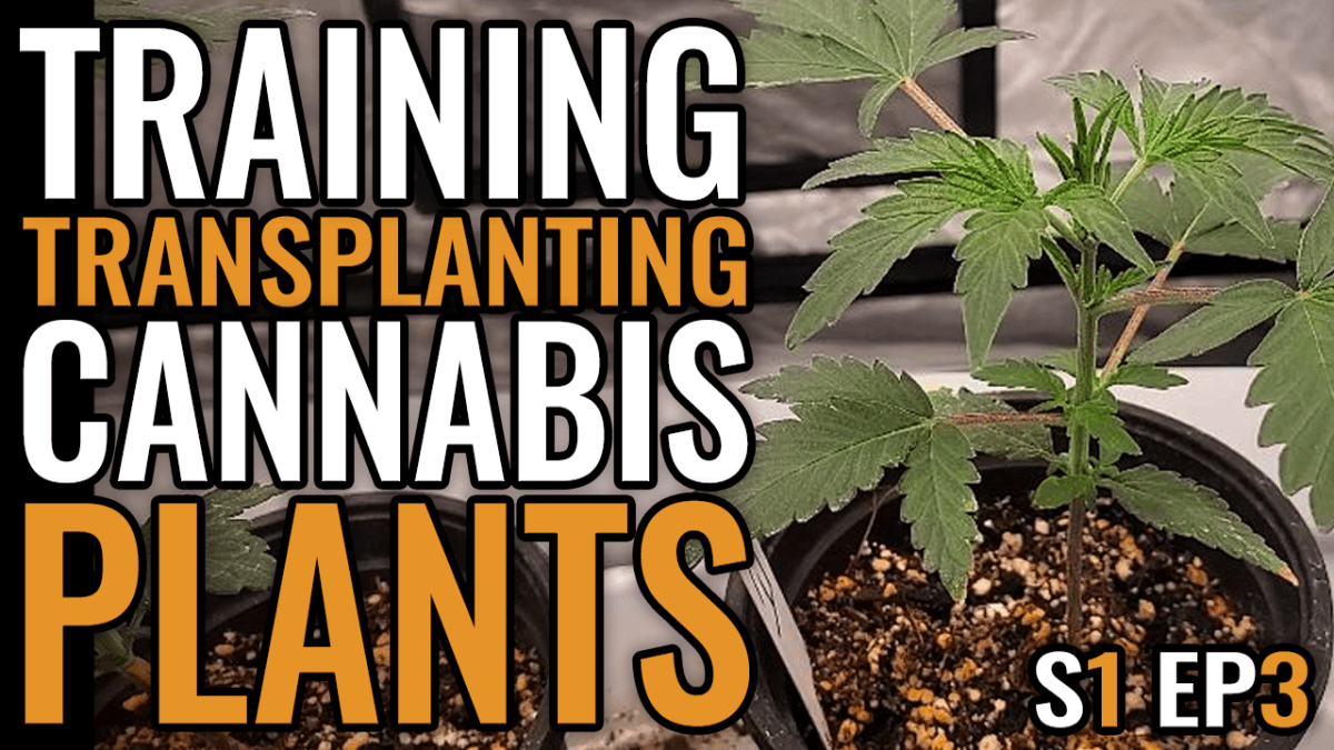 Transplanting and Training Cannabis Plants – The Spider Grow: S1&nbsp;EP3