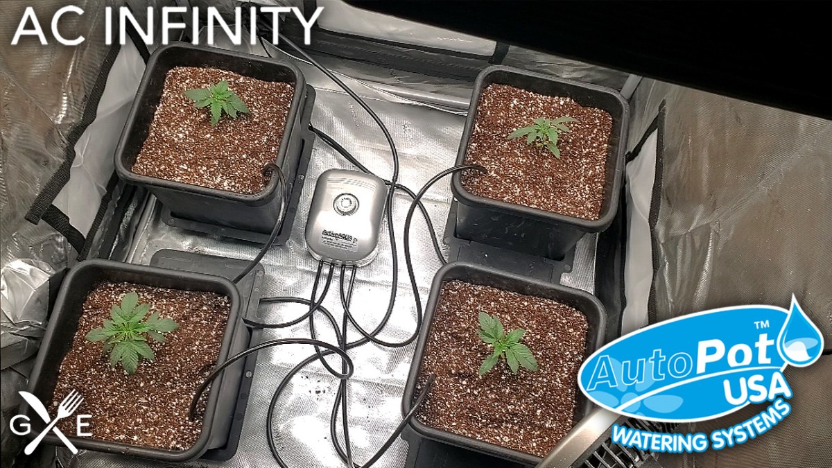 4Pot Autopot Watering System Transplanting Cannabis- The Infinity Grow: S2&nbsp;EP2