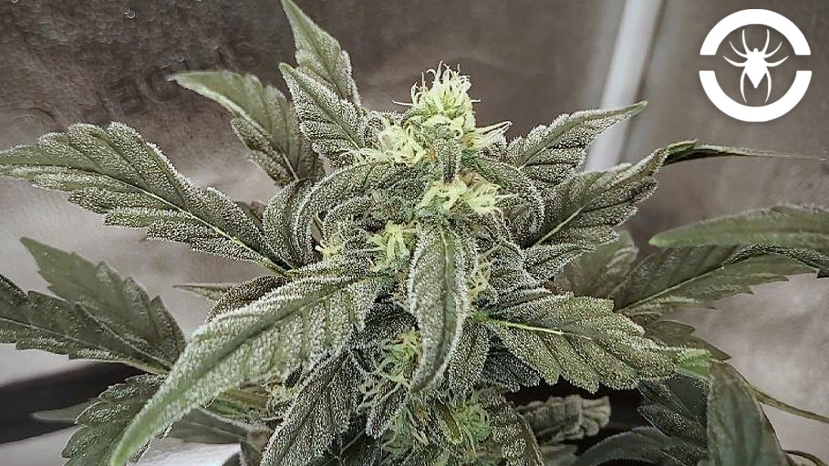 The Autoflower Flowering Stage – The Spider Grow: S1 EP4 #SE7000 | Mephisto Forum&nbsp;Stomper