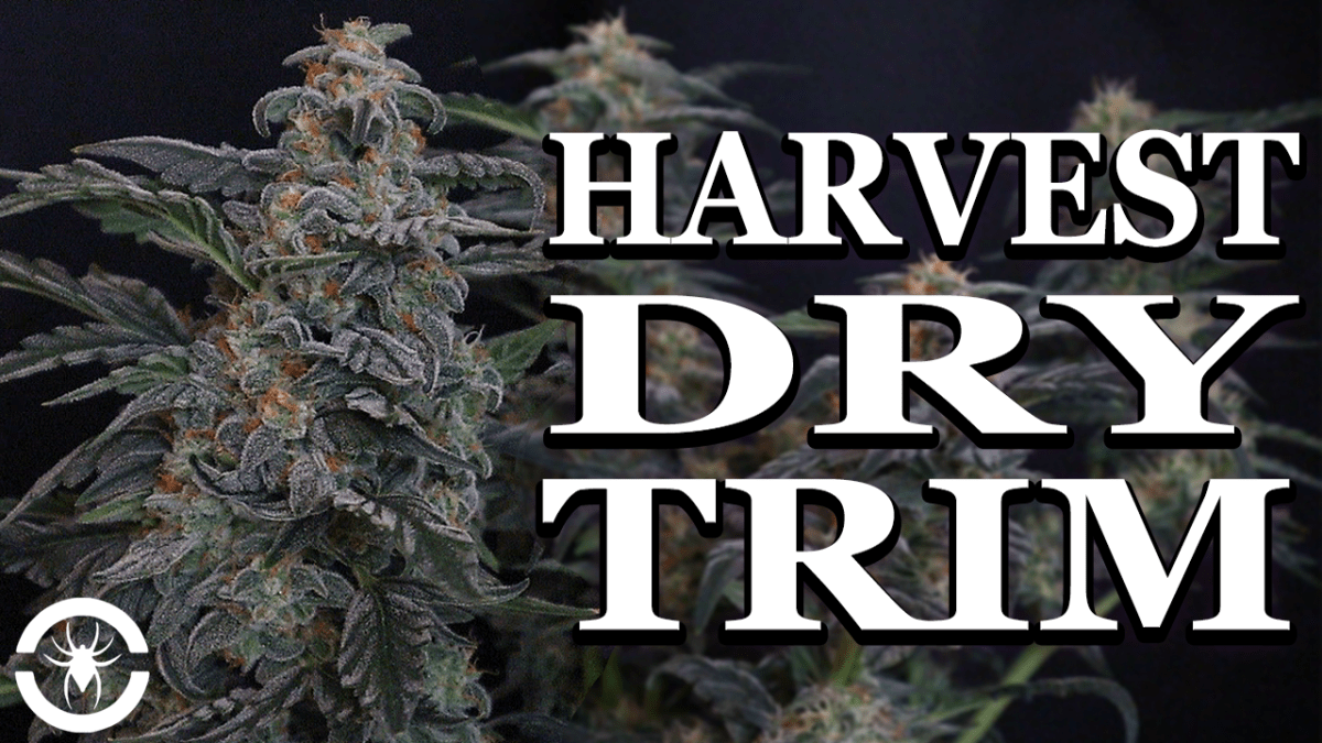 How To Harvest, Dry, & Trim Cannabis – The Spider Grow: S1 EP5 #SE700 | Mephisto Forum&nbsp;Stomper