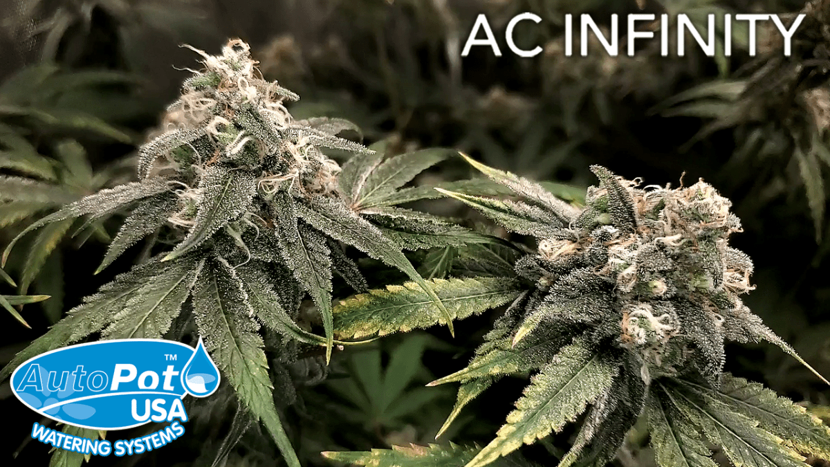 The Last 4 Weeks of Flower – The Infinity Grow: S2&nbsp;EP5