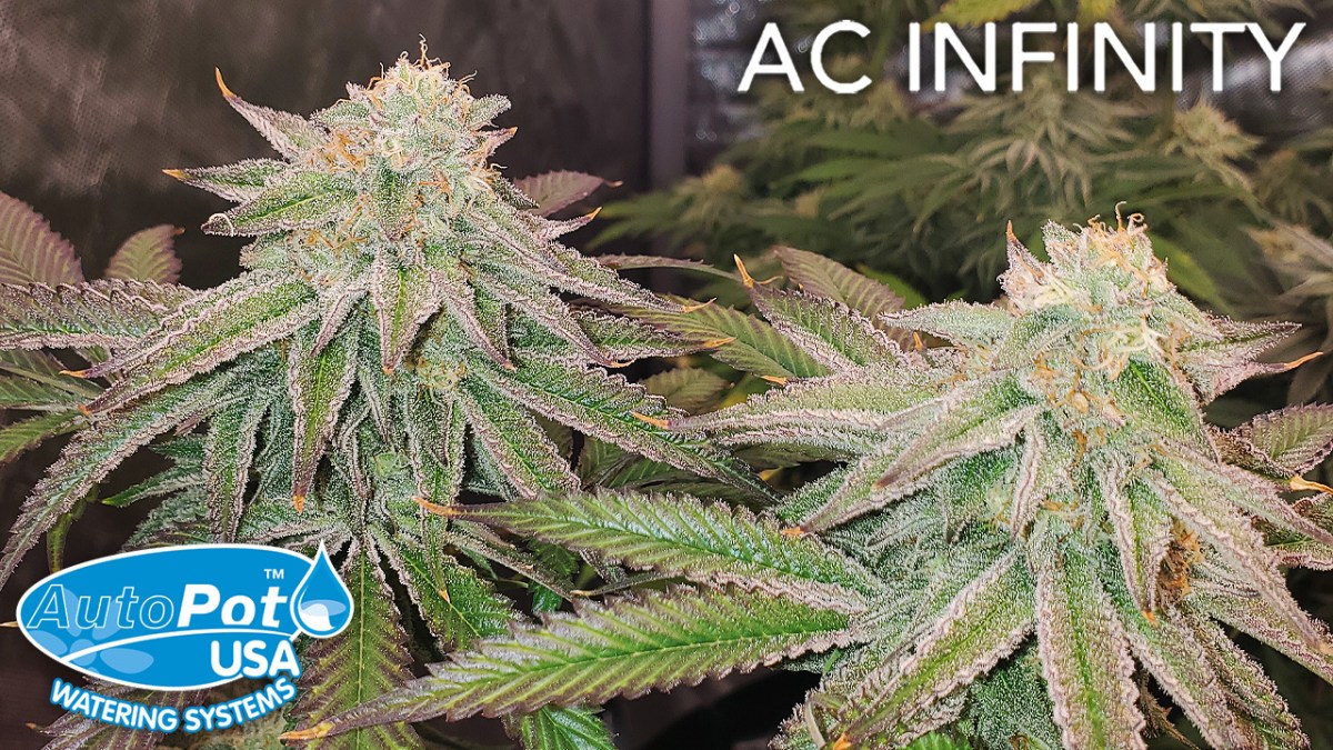 HARVEST DAY!!! Square1 Genetics Wedding Cake x Banana Butter Cups – The Infinity Grow: S2&nbsp;EP6