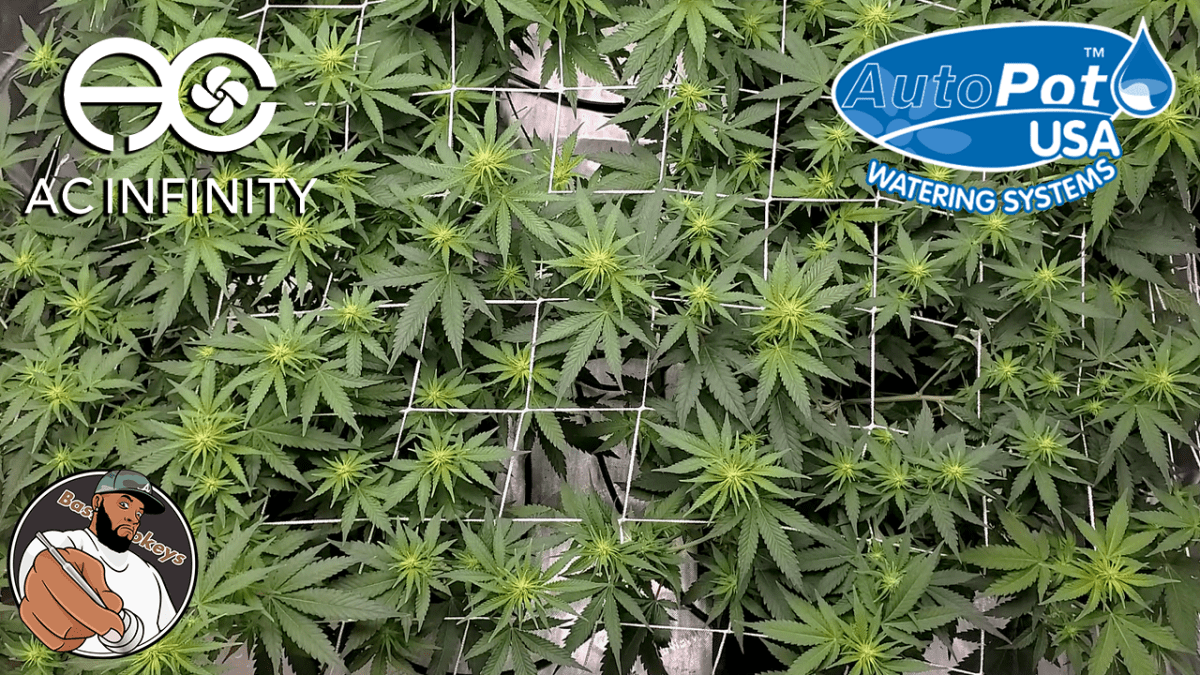 The First 2 Weeks of Flower – Grape Ape Grow&nbsp;EP3