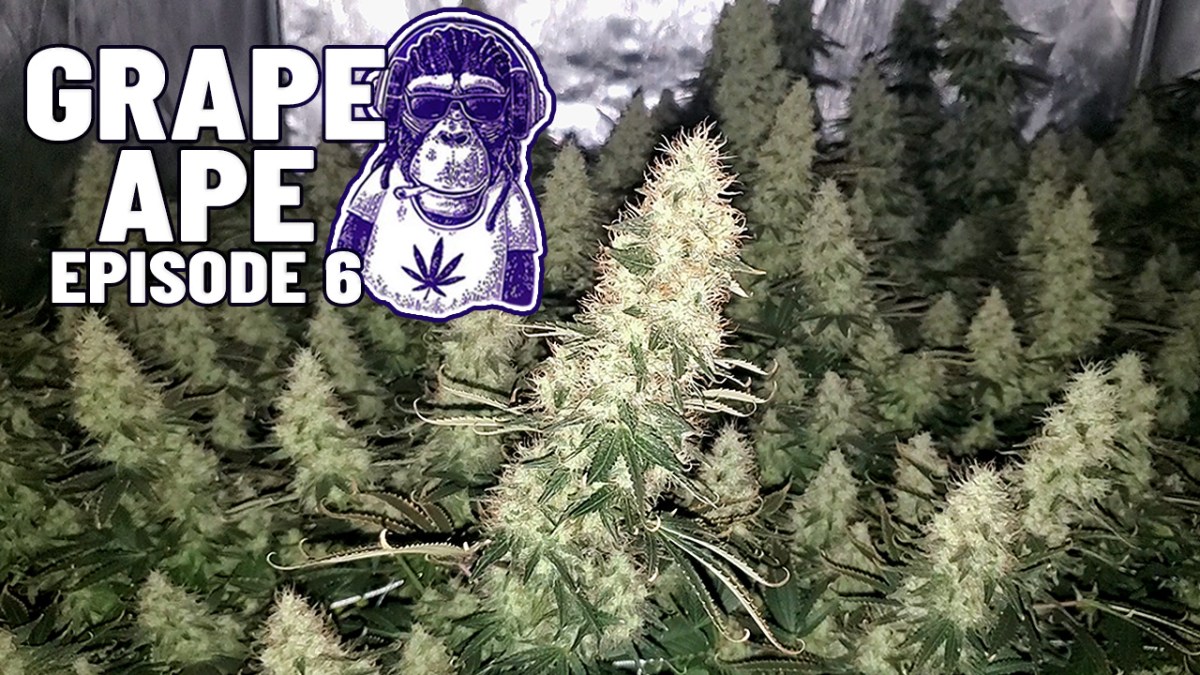 The Colas Are Dense! + Weeks 7-8 of Flower – Grape Ape Grow&nbsp;EP6